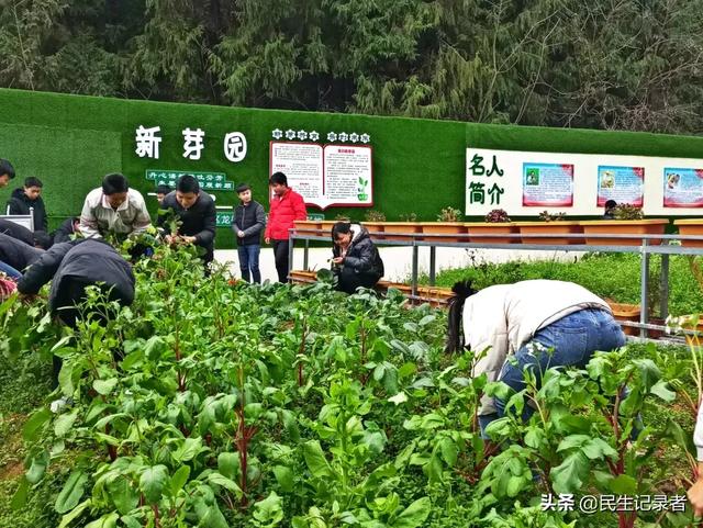 龙桂小学校本课程种植园“新芽园”之收获篇