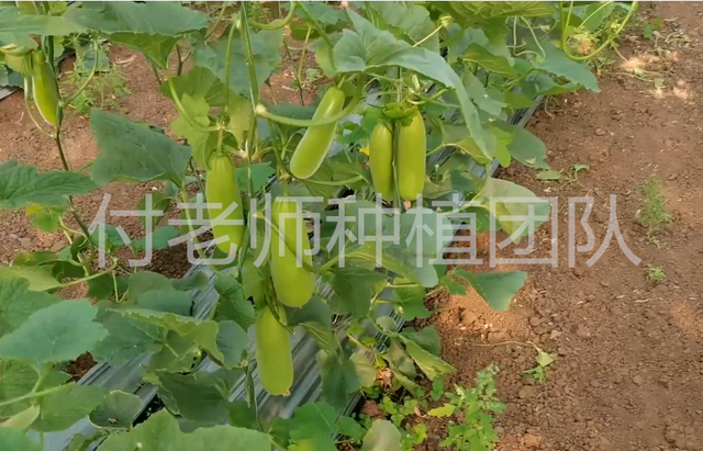 甜瓜高产的种植技巧，采用无土栽培，种植成本低产量高