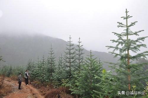 种植杉木把握好四个技术要点，就能速生丰产效益好