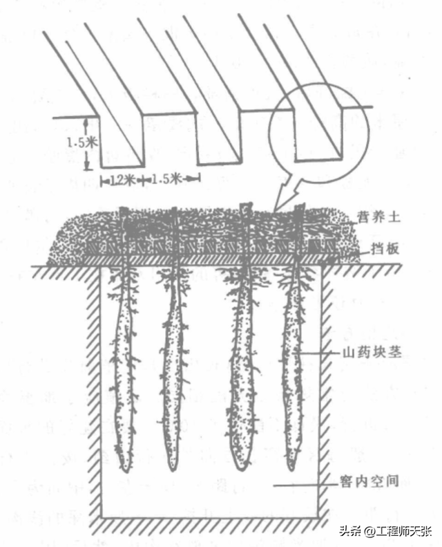 湖北神农架女子晒地窖种山药，根根顺溜光滑不沾土！还能这样种？