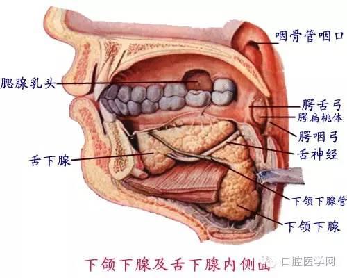 口腔解剖图谱