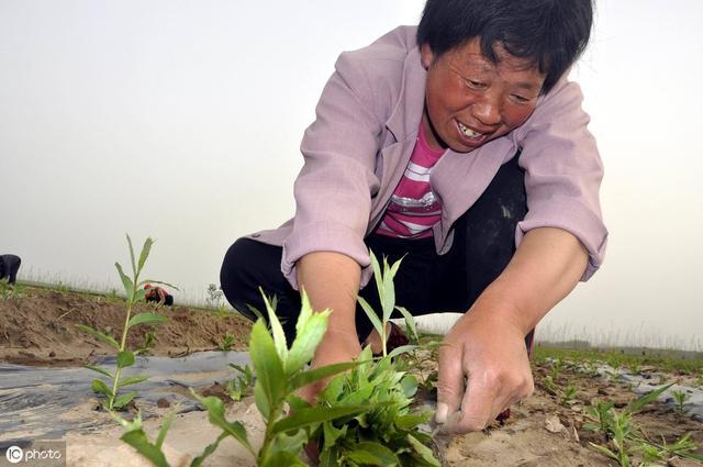 油葵怎样种植才能高产，记住这几点