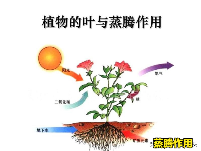 什么时候种树成活率最高？其实并不是春季！而是树木的秋冬休眠期