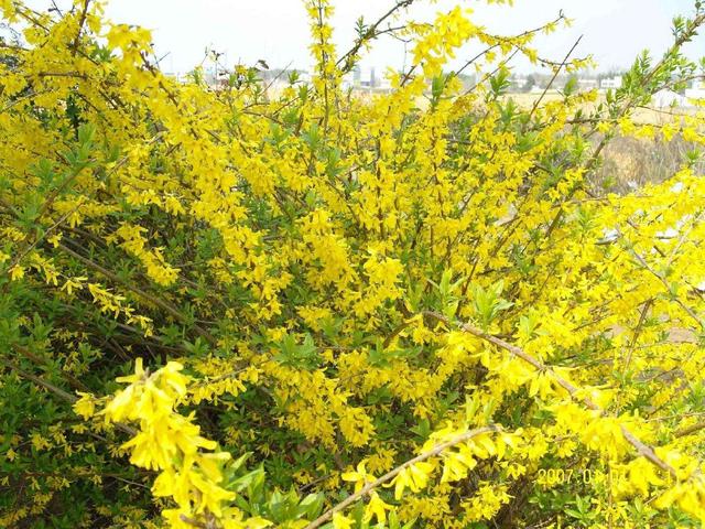 迎春花掐根枝条埋土里，巧用这些“小技巧”，提前赏花！