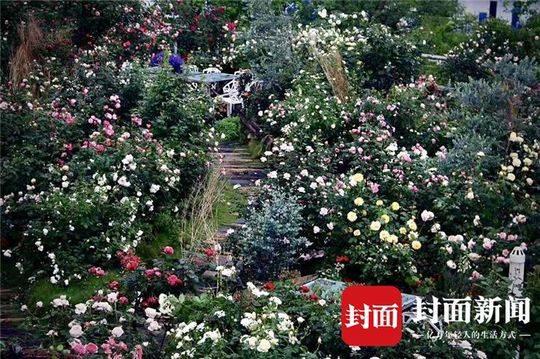 成都“花痴”夫妻建“无土”空中花园 一年四季玫瑰盛开