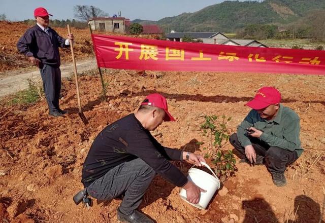 东至县：油茶种植“绿”满坡 产业增收“油”盼头