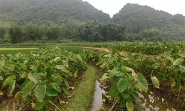 粤北山区农村高收益农作物“炮弹芋头”推广种植前景