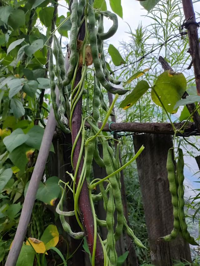 梳理下我在田园种植过的作物竟然有这么多种