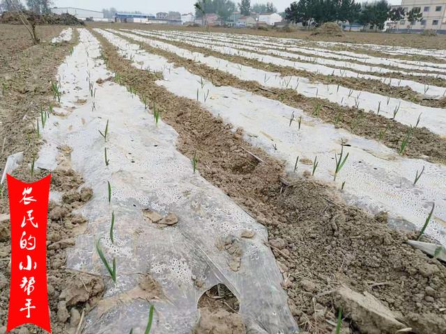 大蒜产量高，种植有技巧！播种时牢记3个禁忌，苗齐苗壮促增产