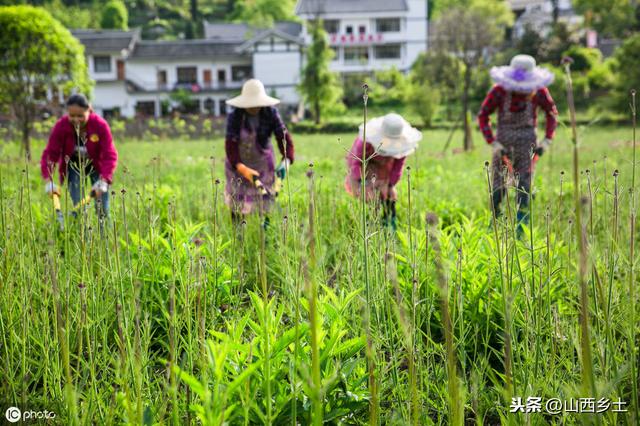 3个药材种植小技巧，农民获得高收益的同时，还能避免很多坑