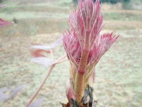 “山野菜之王”刺嫩芽多少钱一斤？怎么吃？如何种植？前景怎样？