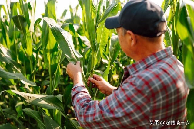 农户种植玉米，几天生长一片叶子，掌握了生长规律增产提质很容易