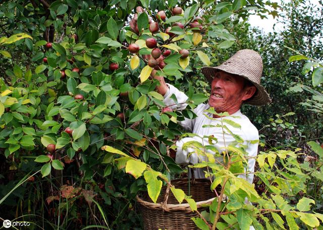 高产油茶栽培技术解析