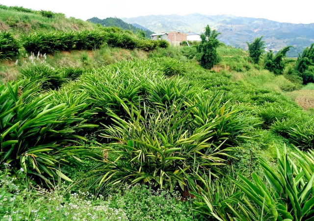 农村60多岁的种植户靠卖砂仁和种苗年挣40万大家觉得怎么样？