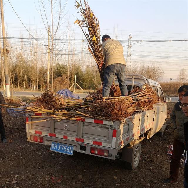 红油香椿树苗栽植一亩地多少颗？株距行距种植多少比较好