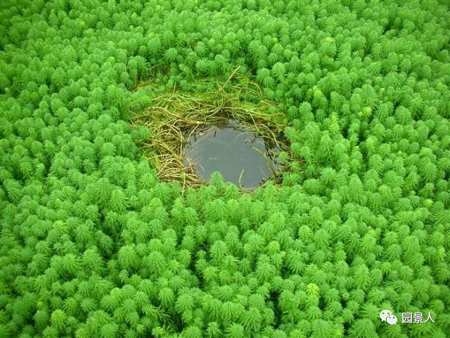 水生植物普及知识干货来袭！