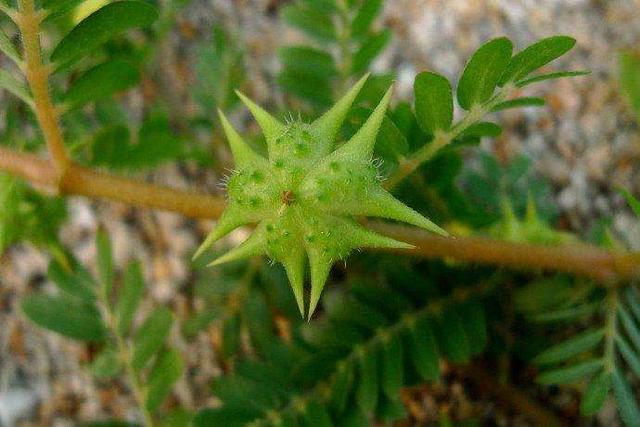 蒺藜和蒺藜草是两种不同的植物