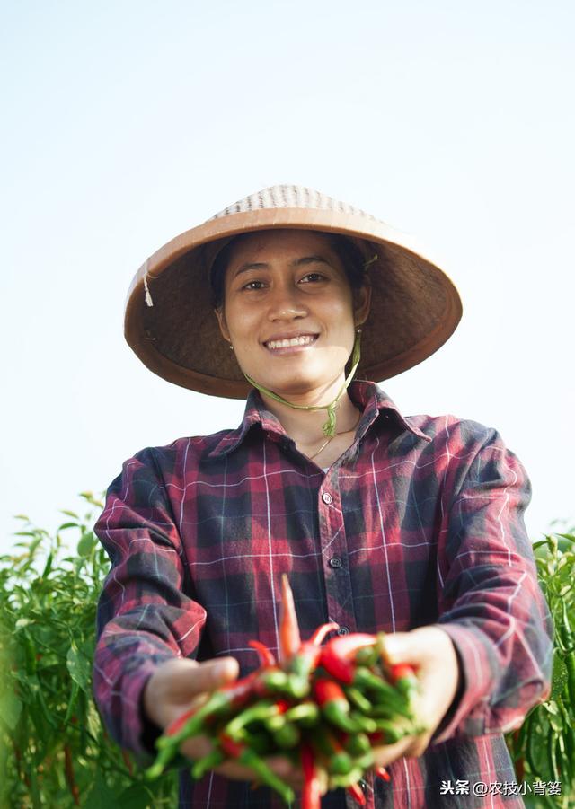 辣椒高产种植有妙招，这五种种植管理技巧要知道