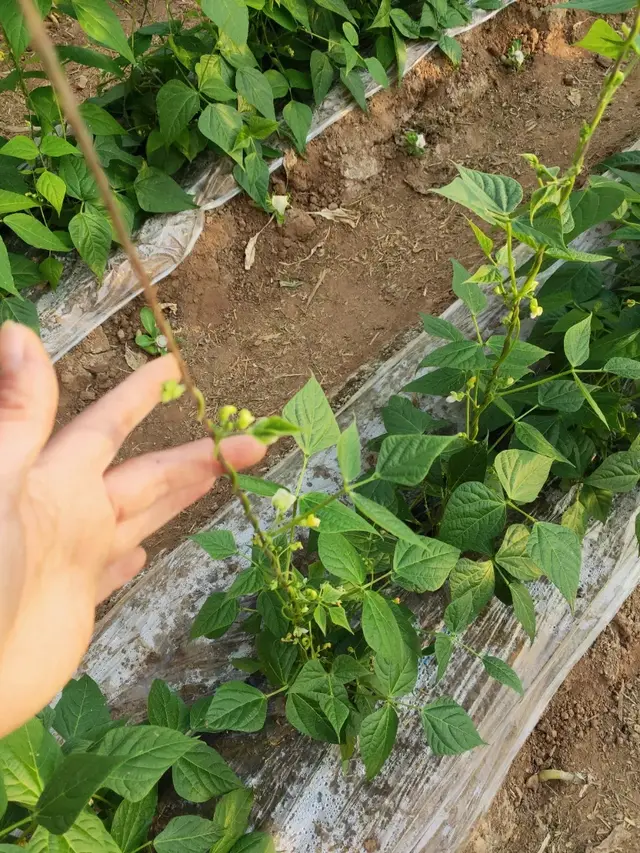 精心整理！！芸豆冬春茬栽培看这篇就够了