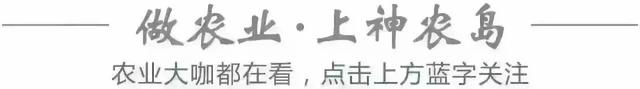 年产21万吨，年营收13亿，中国金针菇之王如何炼成？