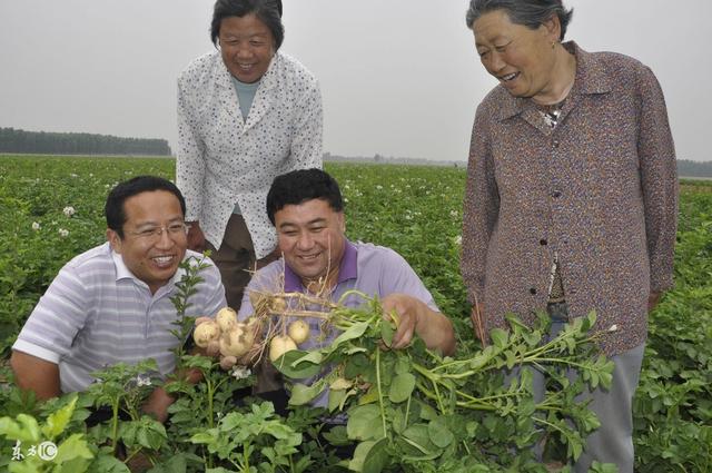 提前一个月上市，亩产三吨多，商贩抢着收！这土豆是怎么种植的？