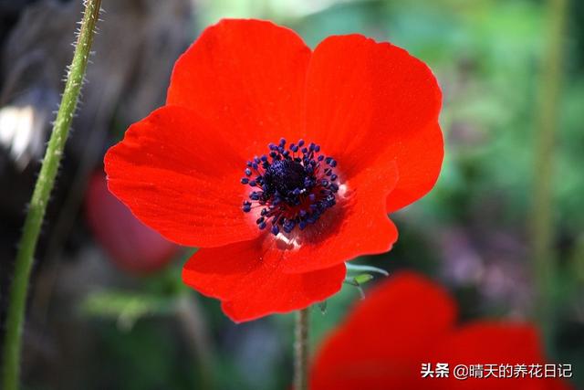 银莲花种植很简单，做好这几步，发芽快不烂根，开花能开1个月