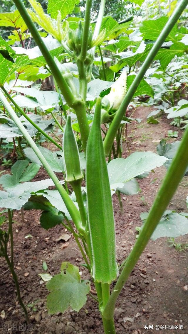 夏天这些蔬菜种植正合适，天越热长得越好，露地家庭全能种