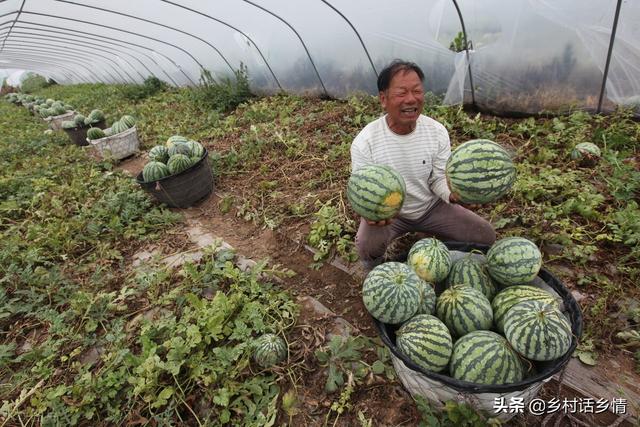 种植瓜果类蔬菜，试试我的方法，不用激素照样防病增产又增甜