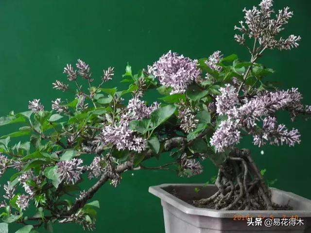 丁香花的鉴赏与栽培