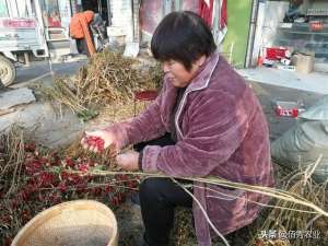 种植朝天椒利润(农民种植不赚钱，农村有种生意也受牵连，还好辣椒涨价了)