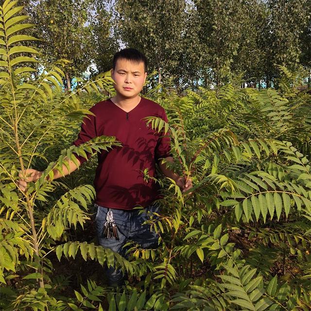 红油香椿树苗栽植一亩地多少颗？株距行距种植多少比较好