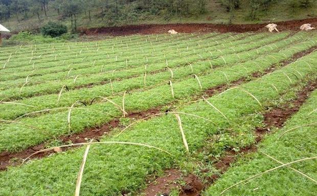 玛卡种植技术，科学施肥方法