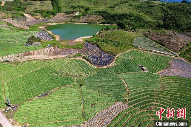 福建闽侯：俯瞰蔬菜种植基地 宛如大地调色板