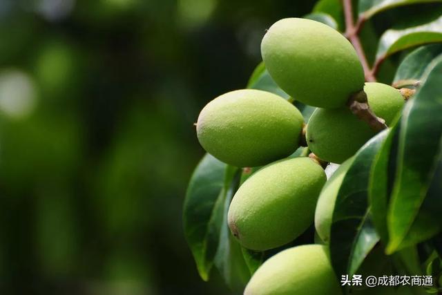 橄榄的种植！其实太简单了！