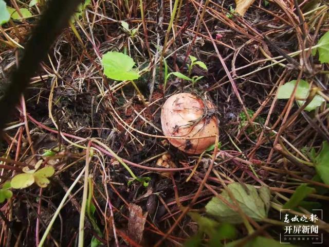 收获国内最大规模订单！昆明这里的菌种卖遍云贵川