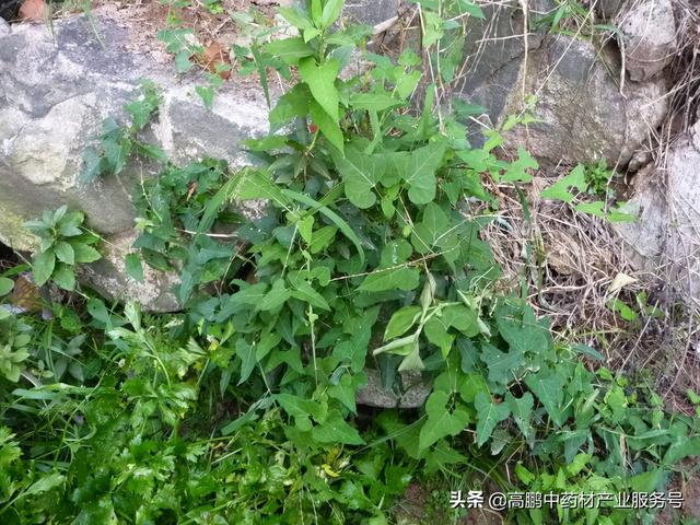 高鹏说药材：黄精用量巨大，选种优良品种效益高，种植前景看好