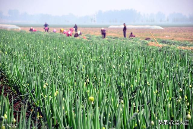 日本大葱种植技术视频哪里可以看？