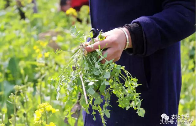 800元一斤！能卖出天价的野菜，值得投资吗？