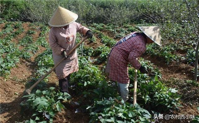 紫薯怎么种？紫薯的种植方法介绍