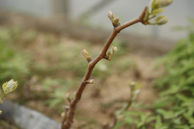 阳台葡萄想种好，这些硬核知识你都了解吗？牢记这些稳收优质葡萄