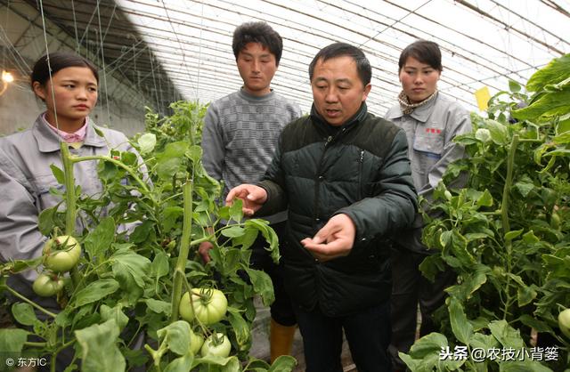 种植冬季大棚蔬菜，保温防寒、浇水控湿管理技巧！