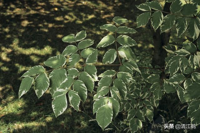 馥郁持久质脆肉嫩的楤木芽这样种植，高产600斤，收益6000元