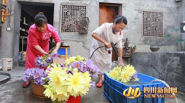 设计师“不务正业”当花农 将莲花变成清茶闯出新事业