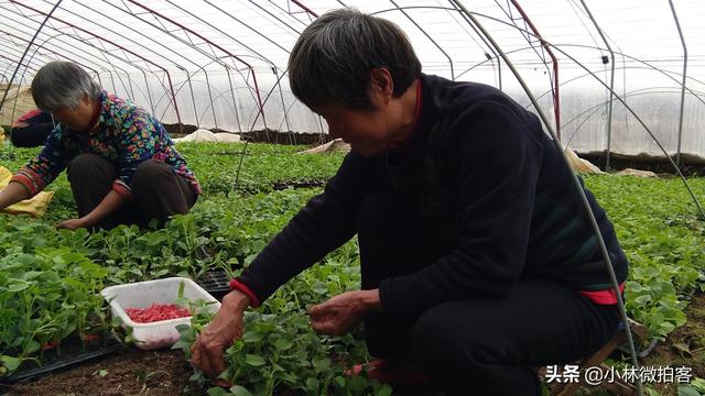 羊角蜜好吃，种植过程很是繁琐，“童年”原来是这样的