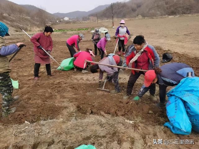 宽甸满族自治县虎山镇南岭外村荒地变良田，中药材鼓起南岭外村村集体和村民“腰包”