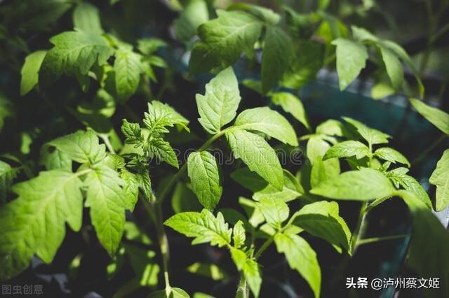 7月份可以种这些菜，但是要注意这几点