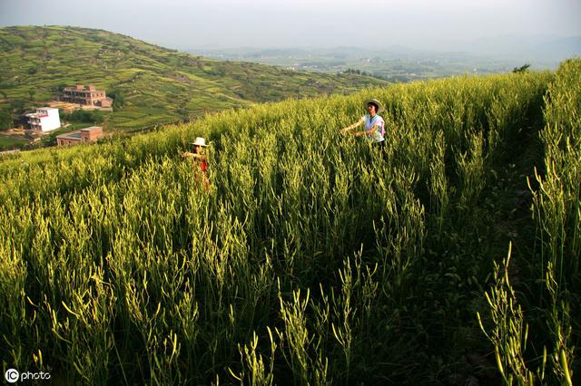 黄花菜田间管理和病虫害防治技术，详细分享种植技术