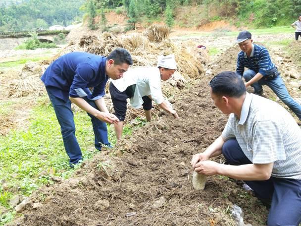 亮相过「舌尖上的中国」的羊肚菌怎么栽种？看这几步就够了