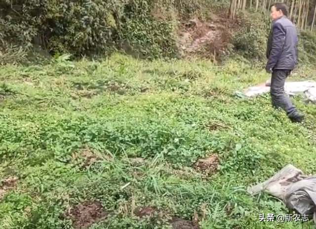 创业养殖饲料是关键，小伙示范皇竹草栽种，有牧草不怕牛羊不肥