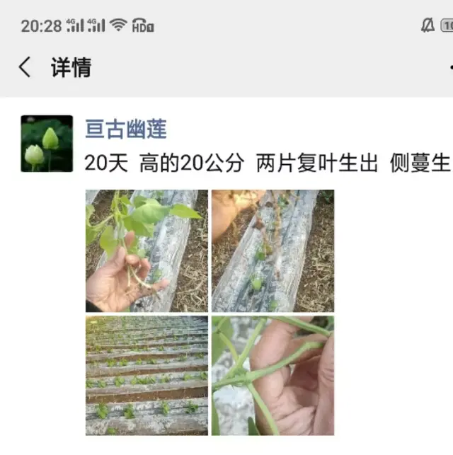 精心整理！！芸豆冬春茬栽培看这篇就够了